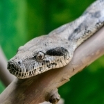 a boa constrictor on a branch