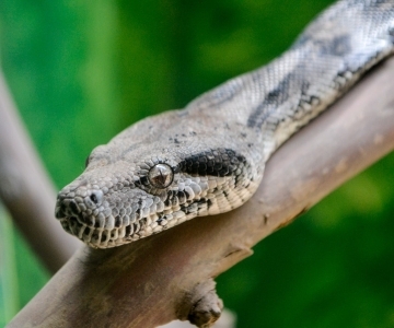 a boa constrictor on a branch